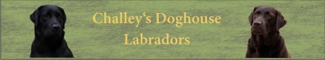Labradors Challey's Doghouse
